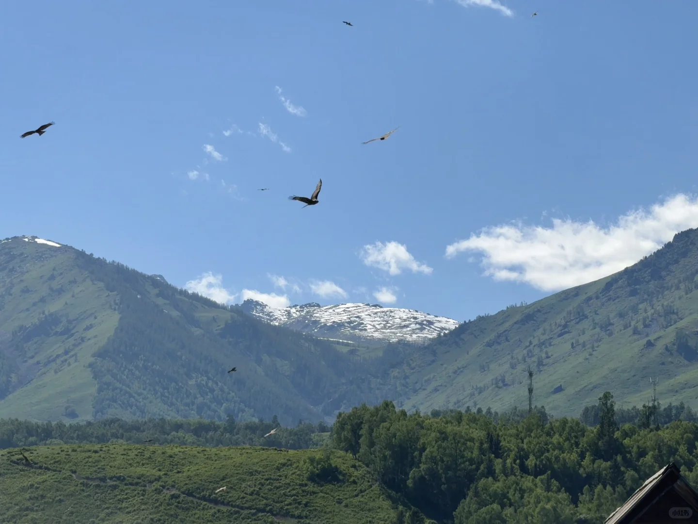 城市的牛马想念草原上自由翱翔的老鹰🦅
