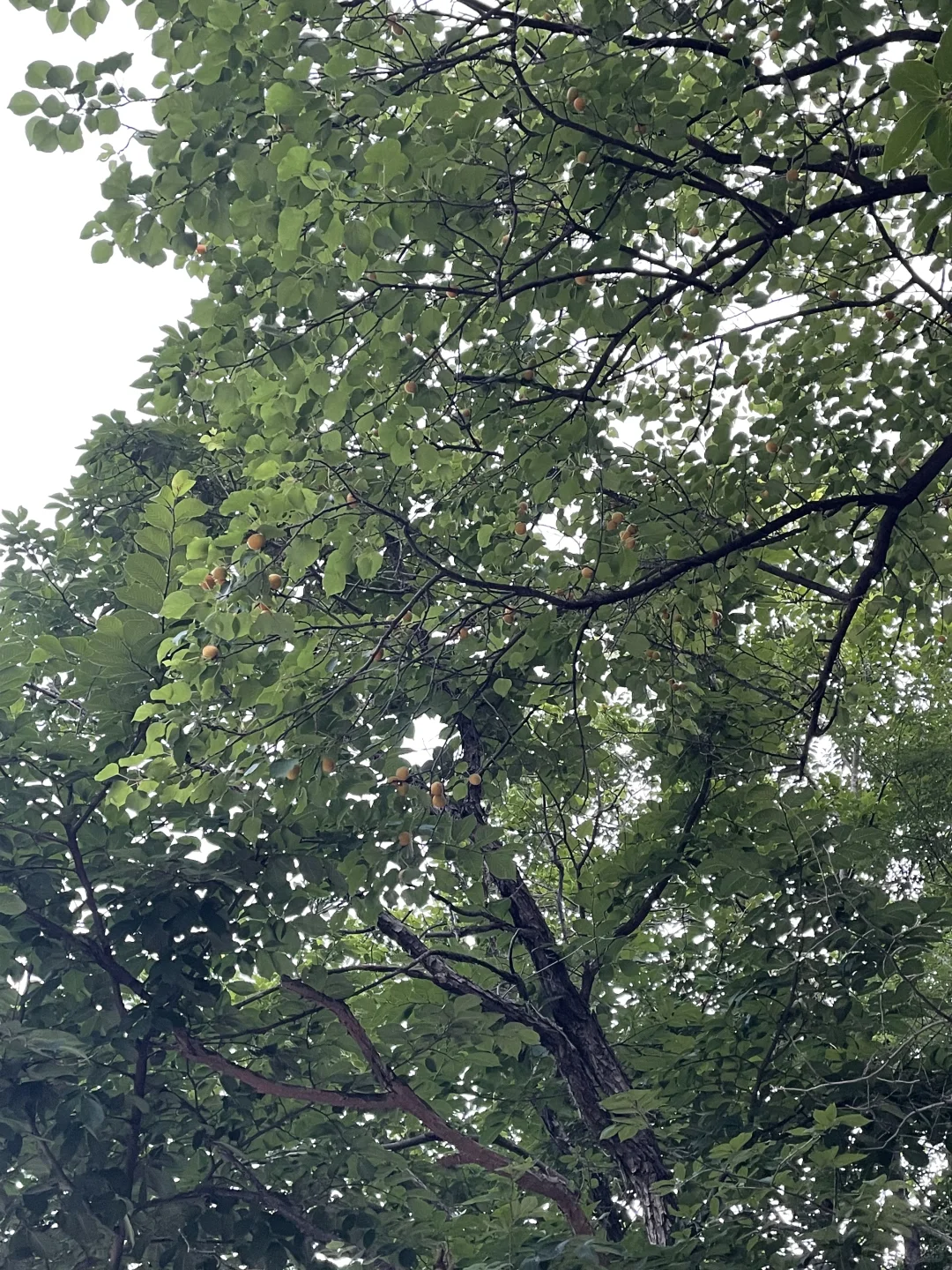 再战神堂峪，夏季遛娃戏水胜地！