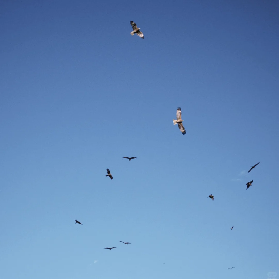 城市的牛马想念草原上自由翱翔的老鹰🦅