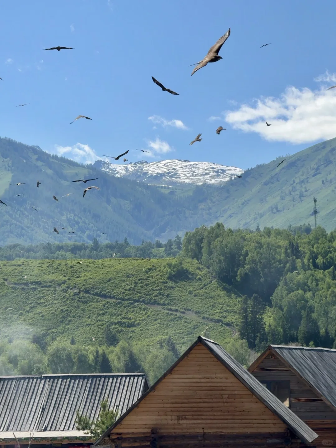 城市的牛马想念草原上自由翱翔的老鹰🦅