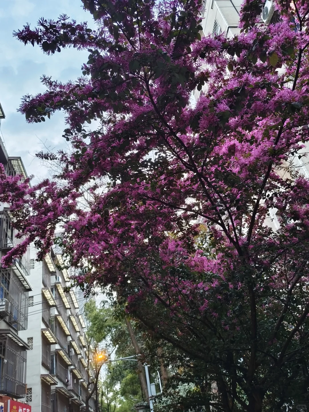 那些我尚未知道的美丽——长沙橘子洲