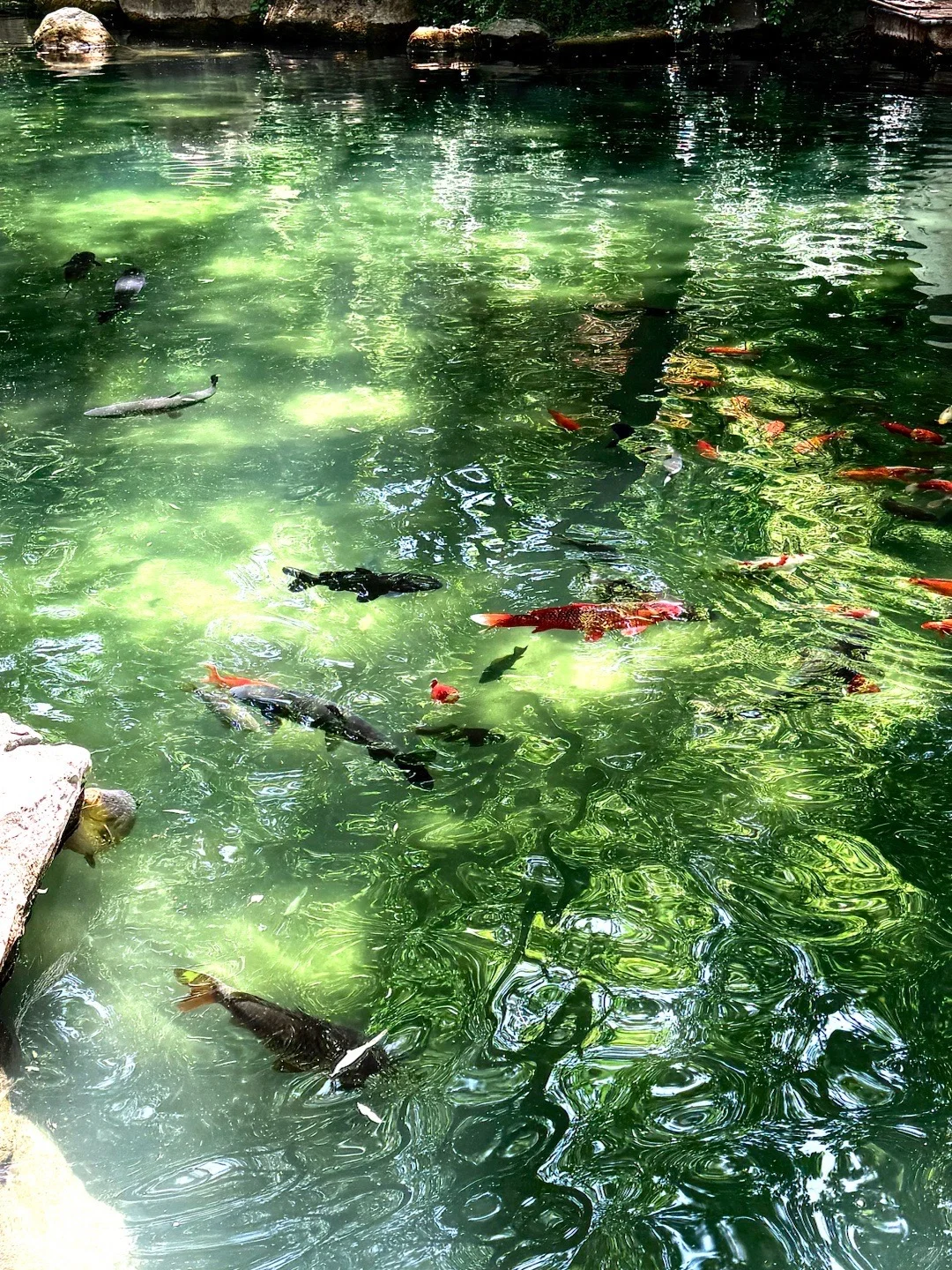 挑战一天逛完济南必玩景点❗️超级干货