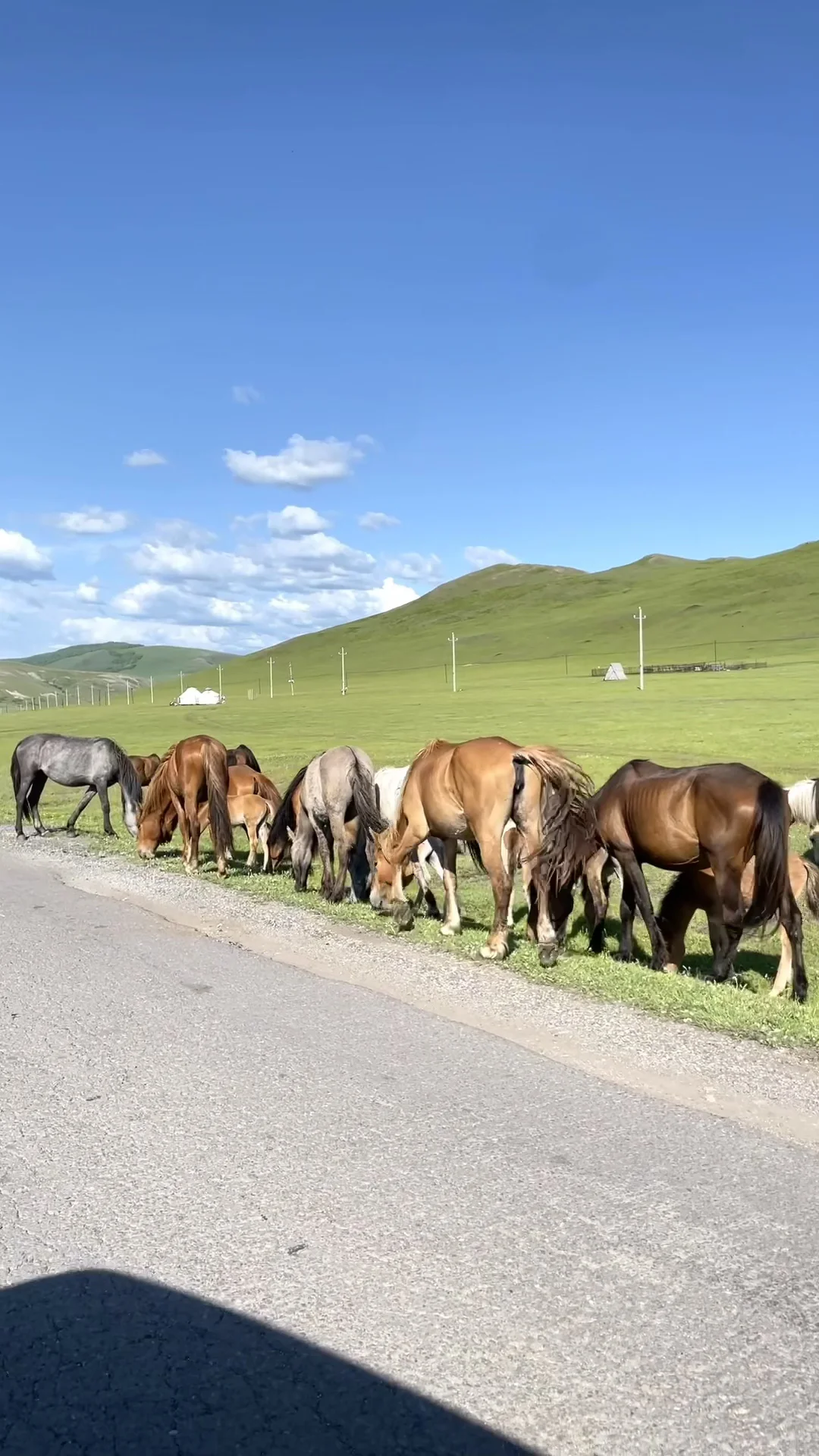 是时候去趟呼伦贝尔了💚