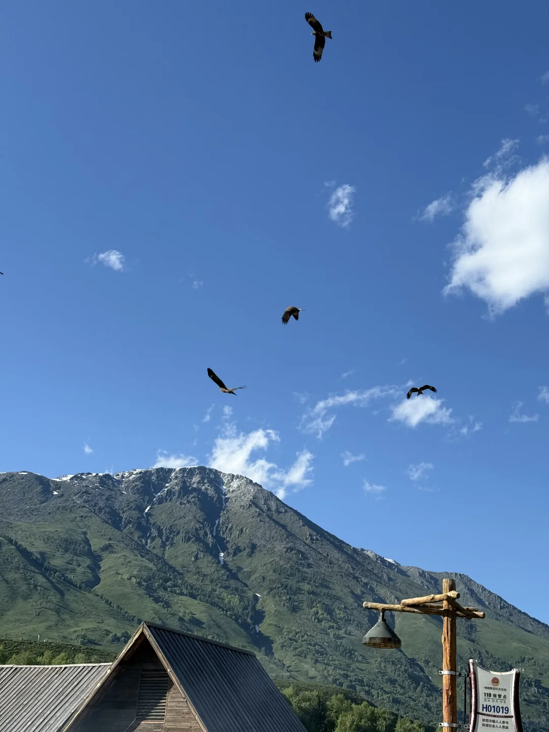 城市的牛马想念草原上自由翱翔的老鹰🦅