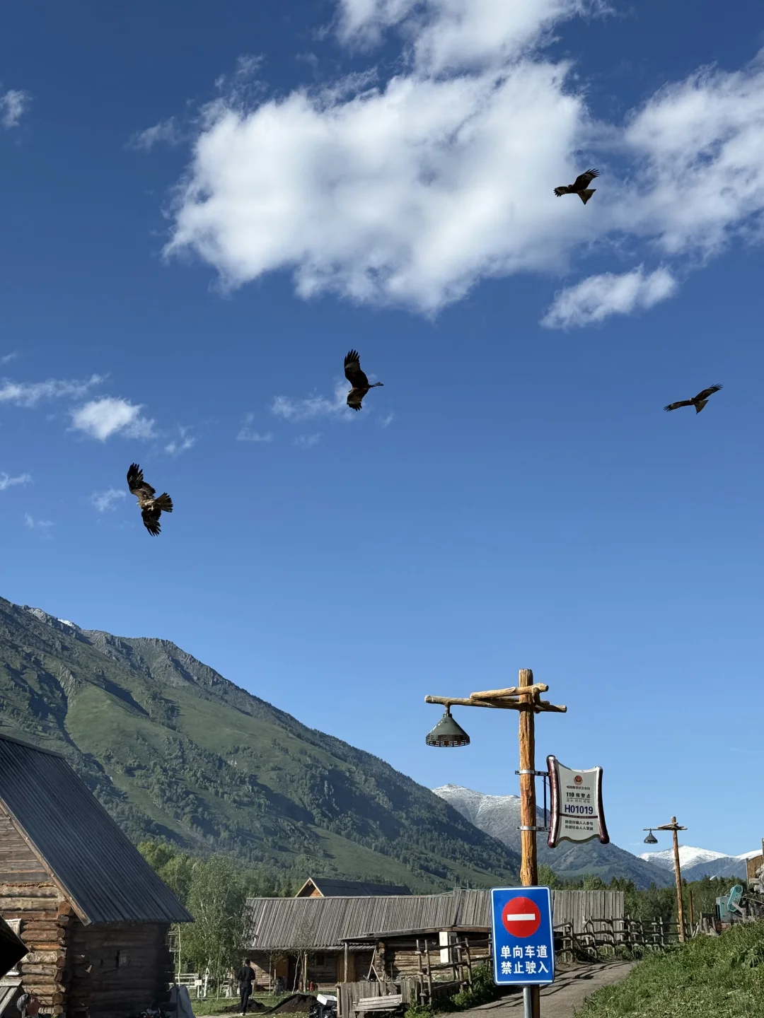 城市的牛马想念草原上自由翱翔的老鹰🦅