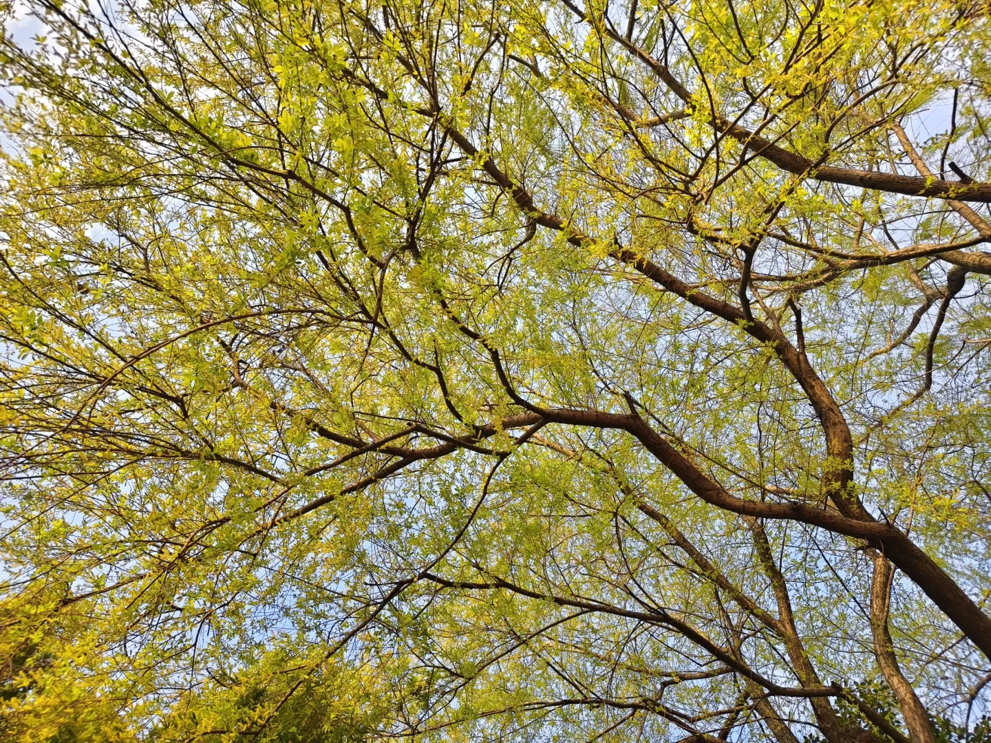 那些我尚未知道的美丽——长沙橘子洲