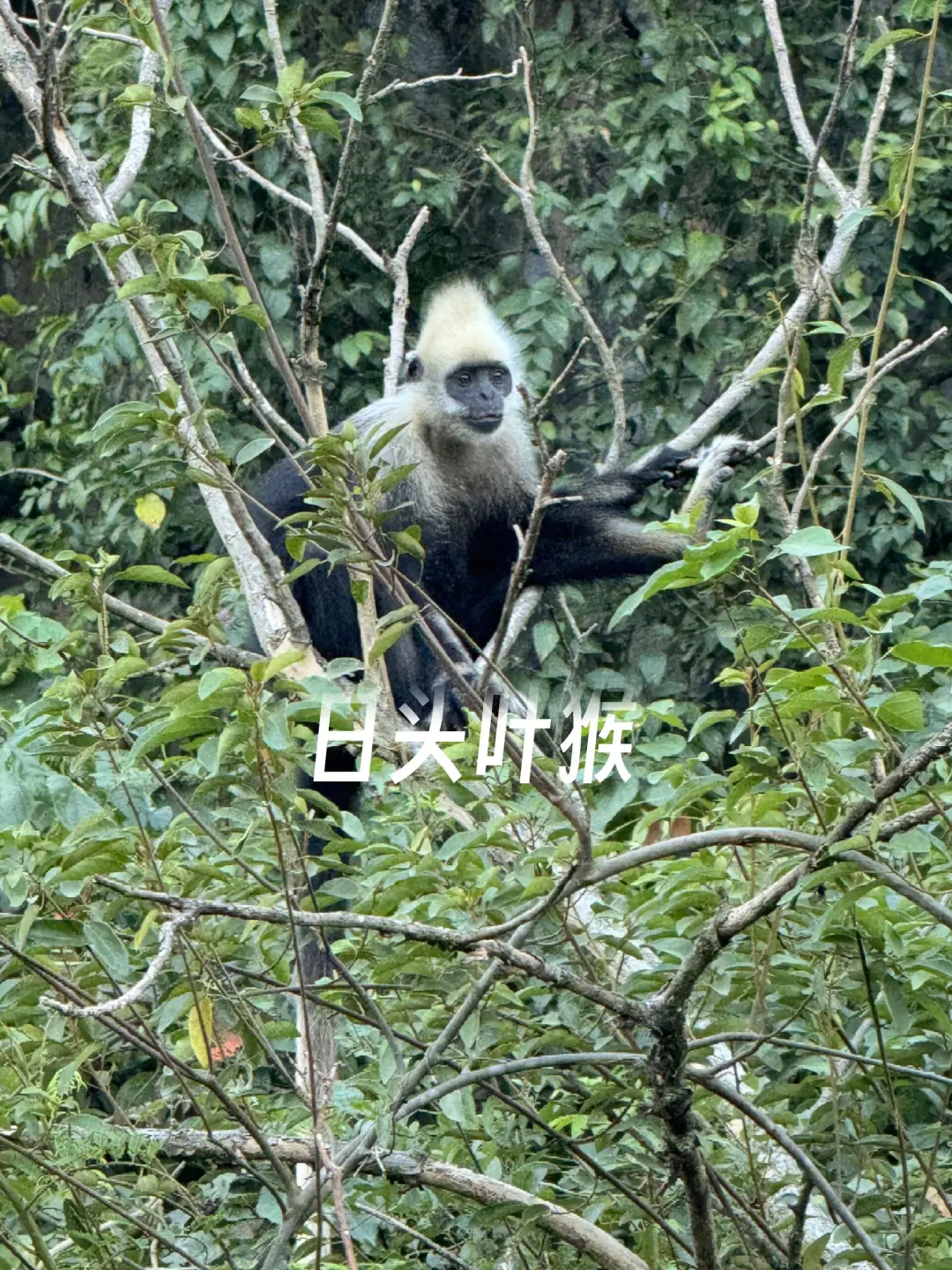 避开人群广西反向旅游，靖西+崇左+河池！