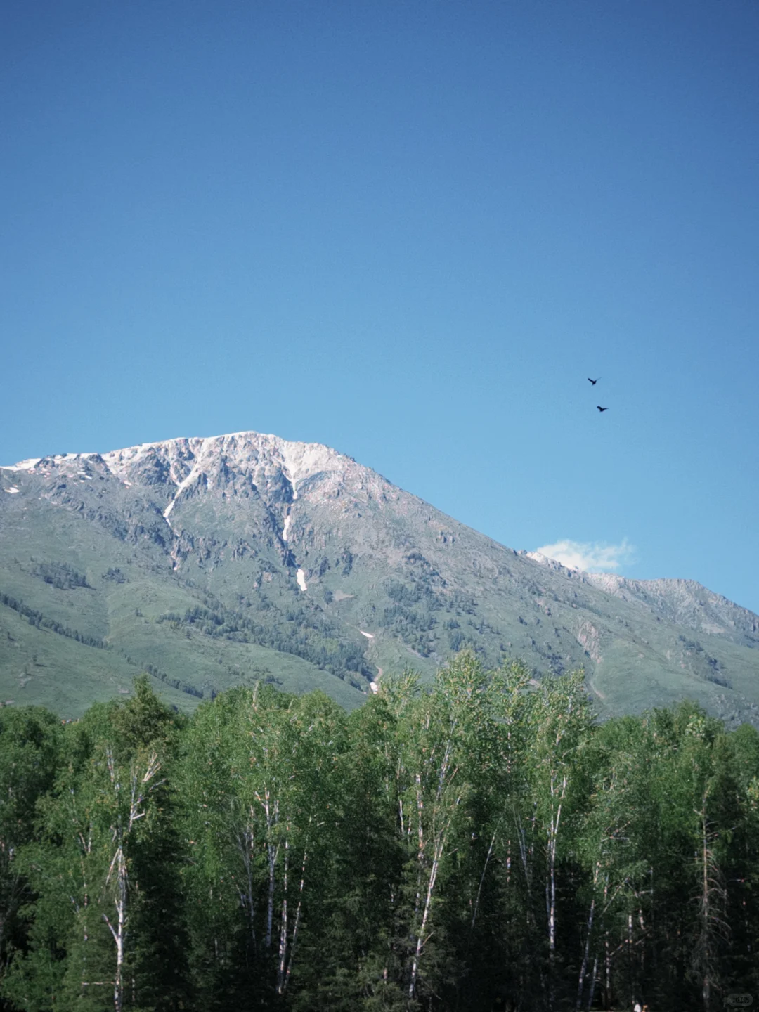 城市的牛马想念草原上自由翱翔的老鹰🦅