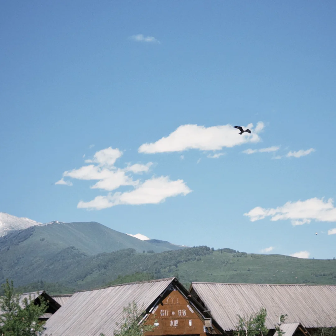 城市的牛马想念草原上自由翱翔的老鹰🦅