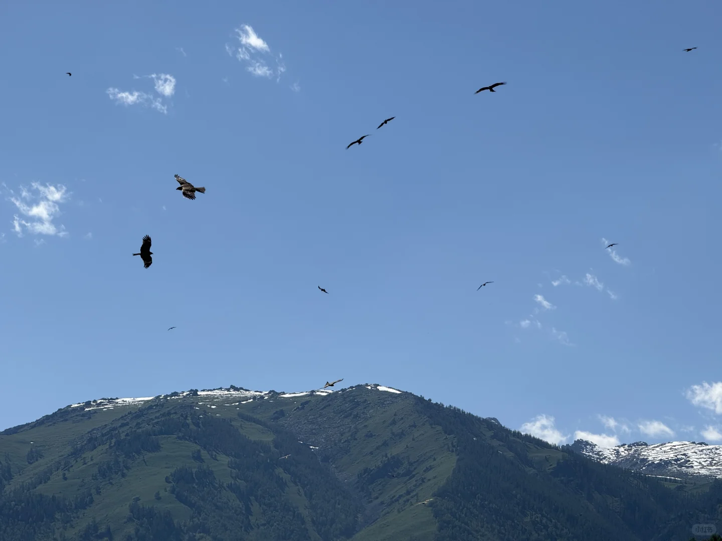 城市的牛马想念草原上自由翱翔的老鹰🦅