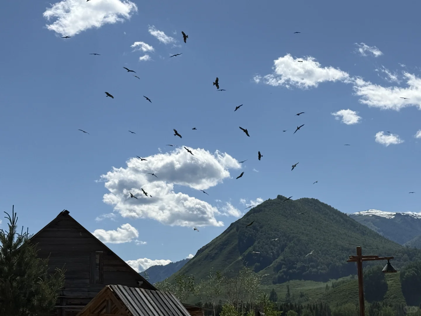 城市的牛马想念草原上自由翱翔的老鹰🦅