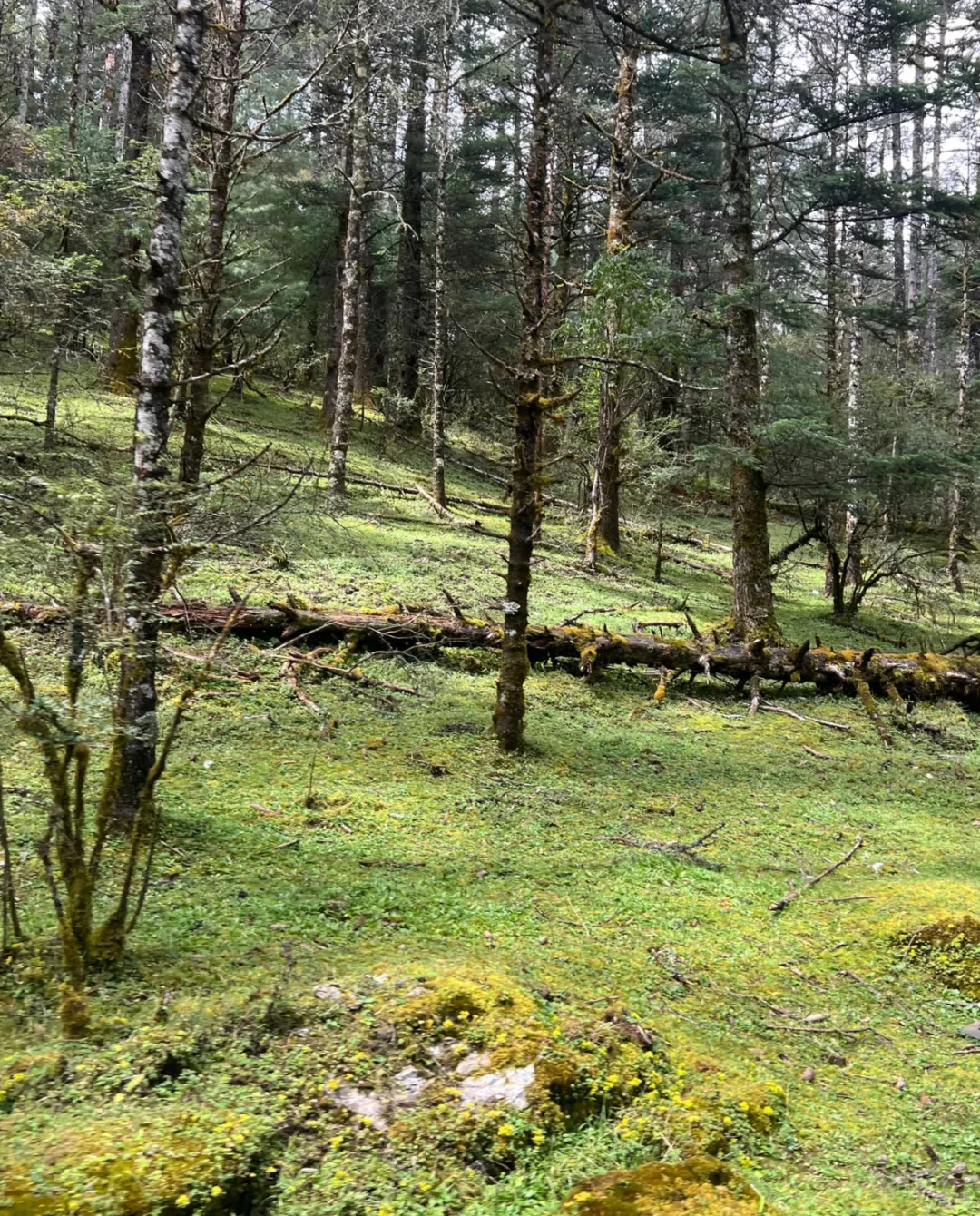 在玉龙雪山出不一样的片📷