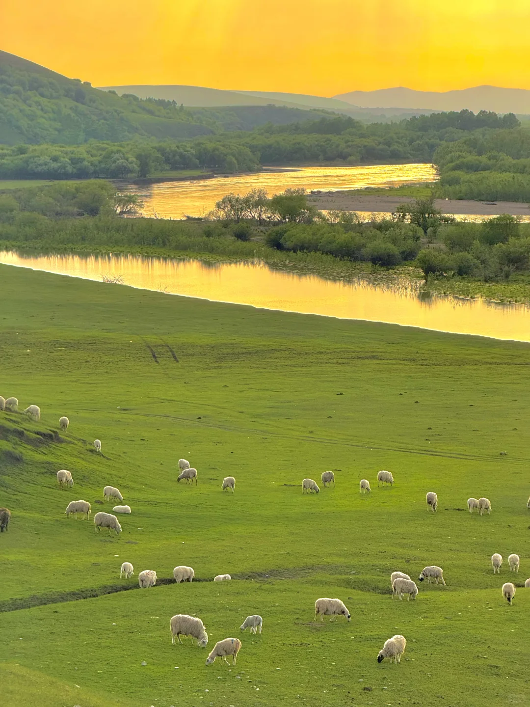 live直出!初夏的呼伦贝尔赢麻了~