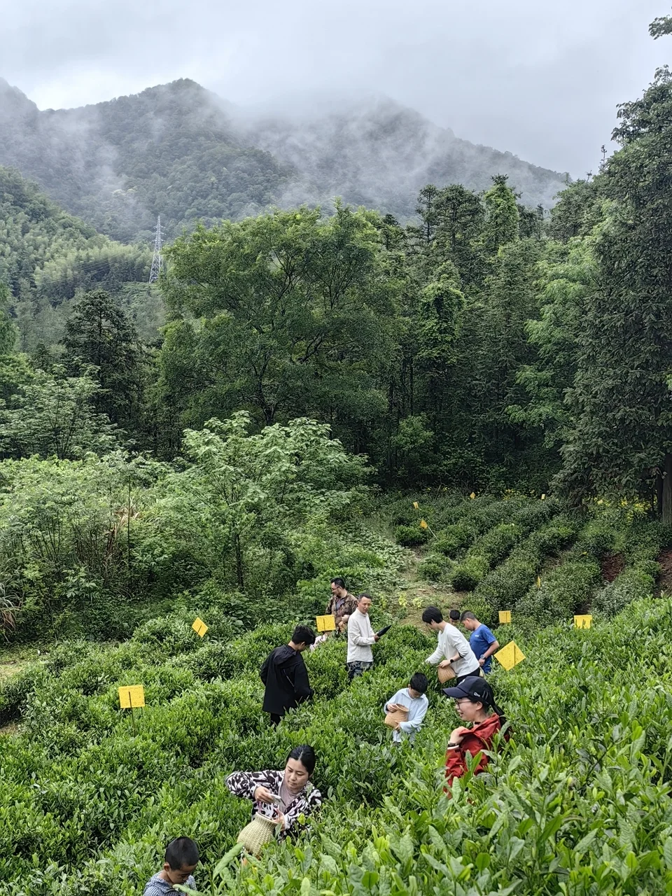 今年暑假我只带娃去一个地方：徽州！🤩