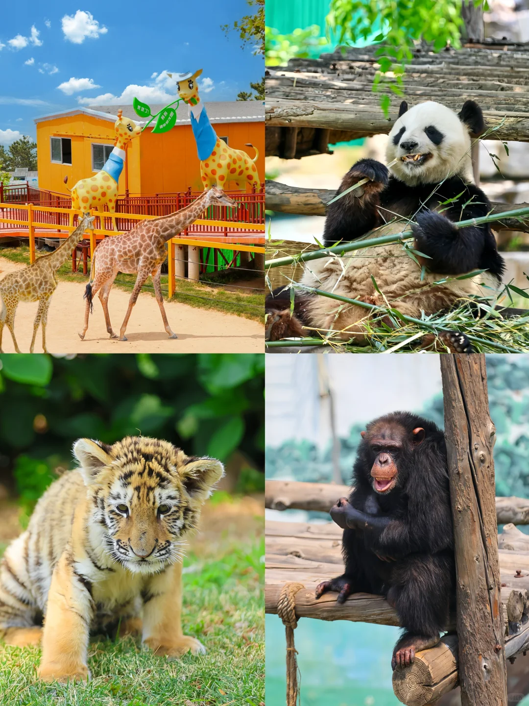 第一次去威海❗️直接复制这条citywalk攻略