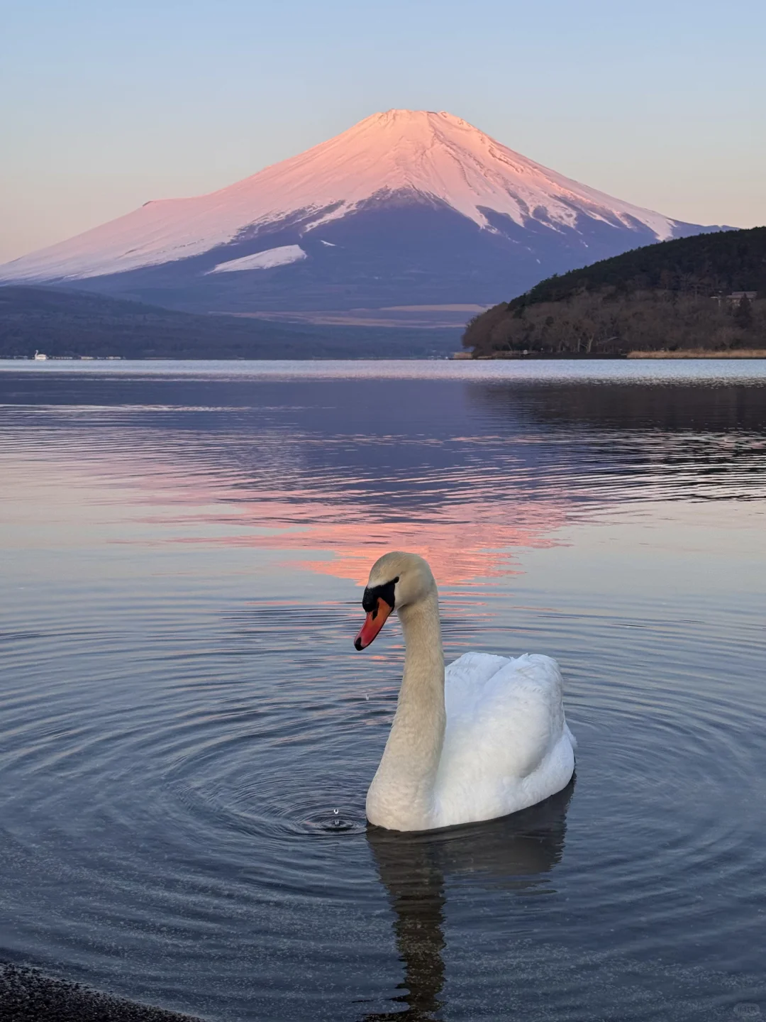 日本｜富士山🗻山中湖绝美粉色日出平野之浜