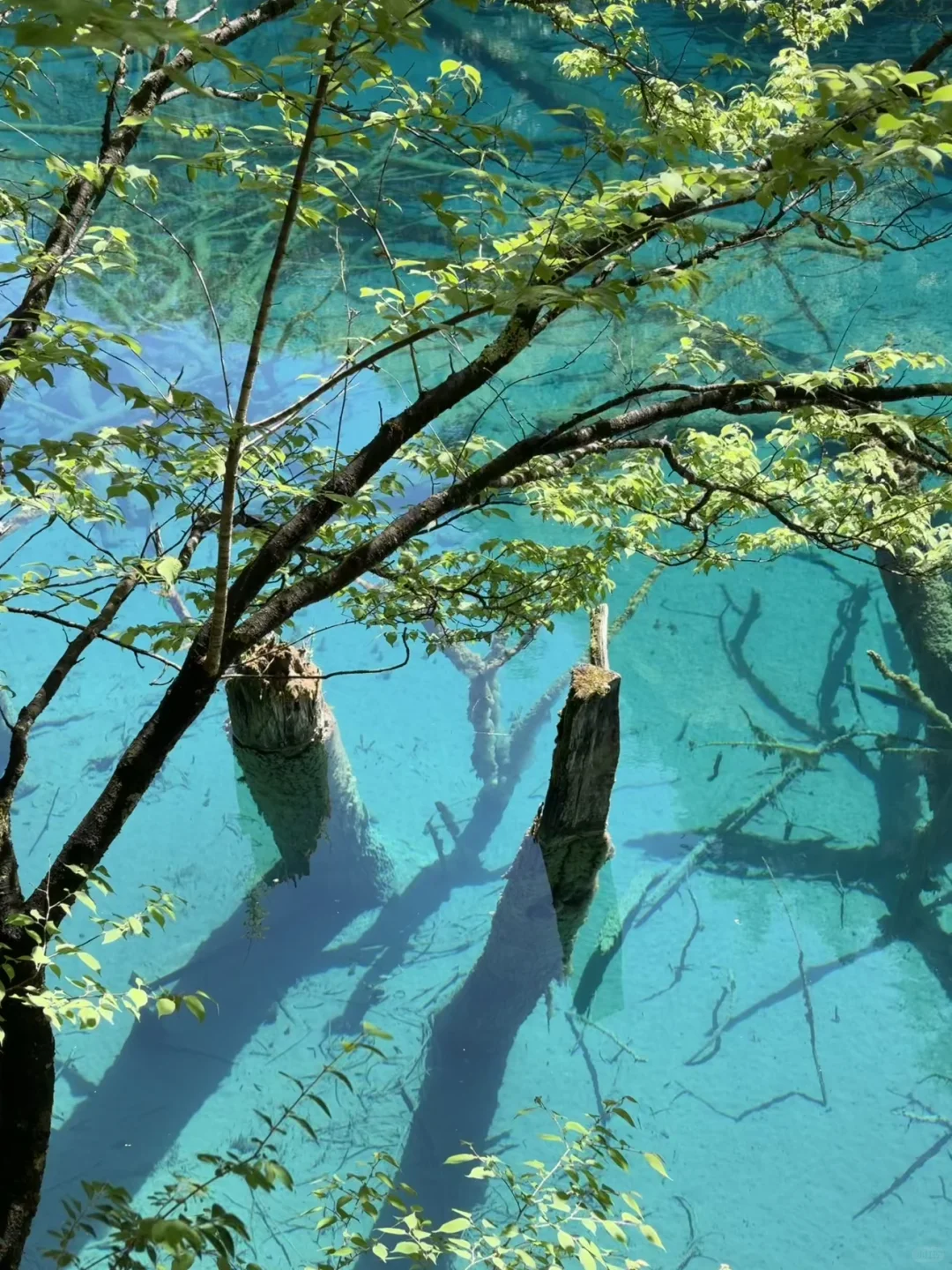 3天畅玩四川3大IP🌴九寨沟若尔盖四姑娘山