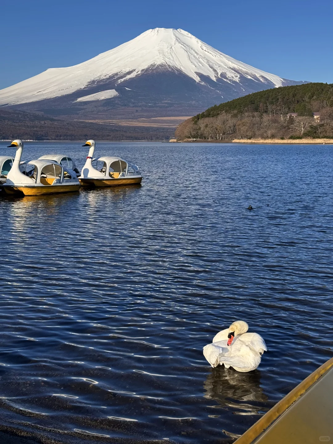 日本｜富士山🗻山中湖绝美粉色日出平野之浜