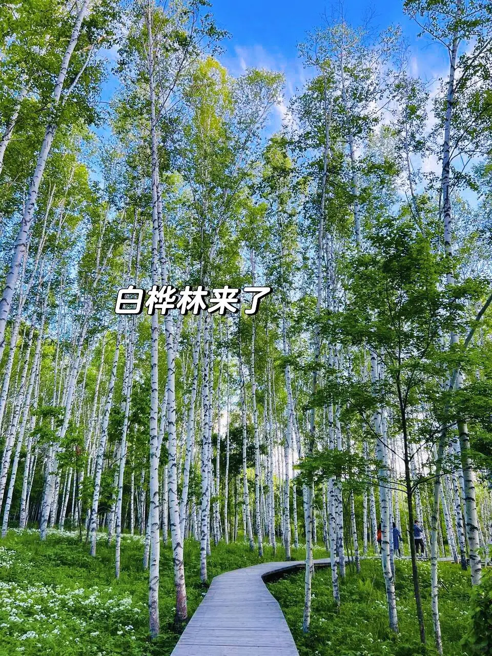 人生建议：6-8月一定要来22℃的长白山避暑💦