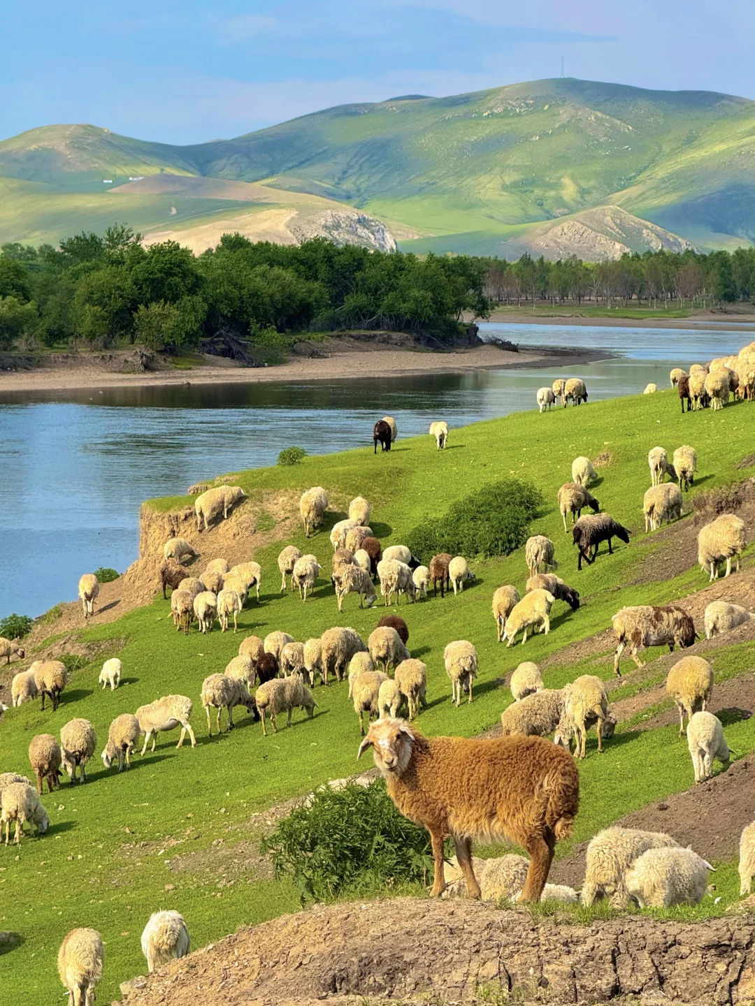 live直出!初夏的呼伦贝尔赢麻了~