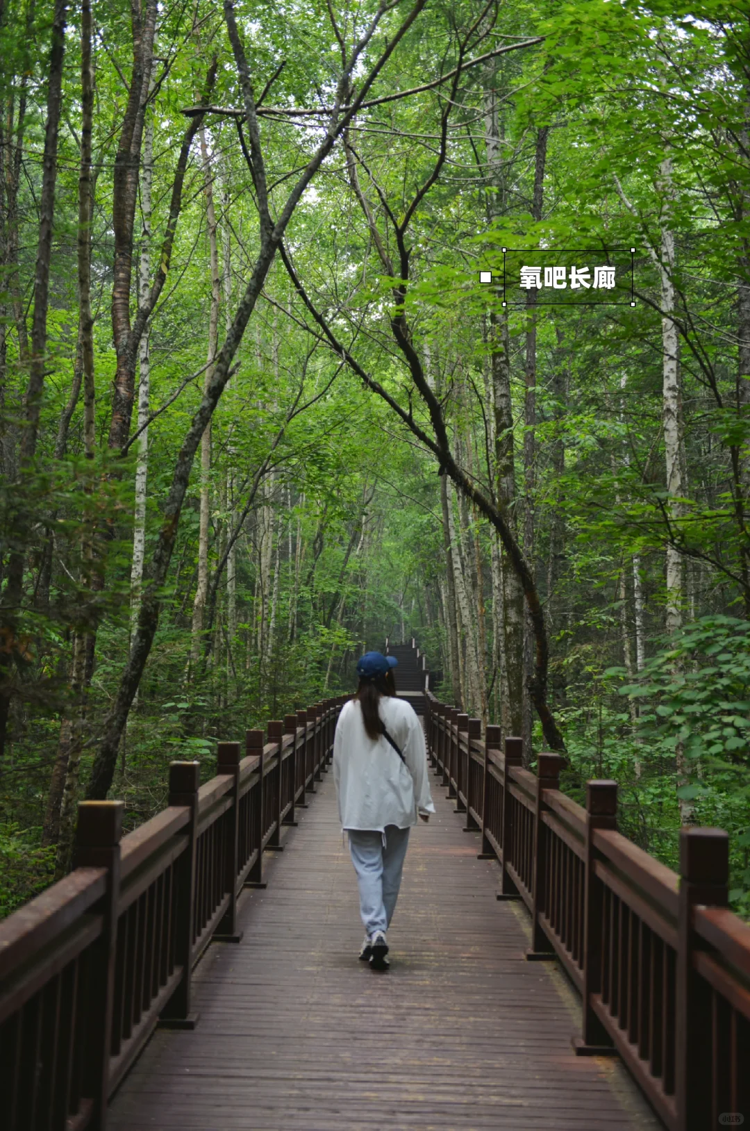 炎炎夏日，在20℃的伊春避暑🍃