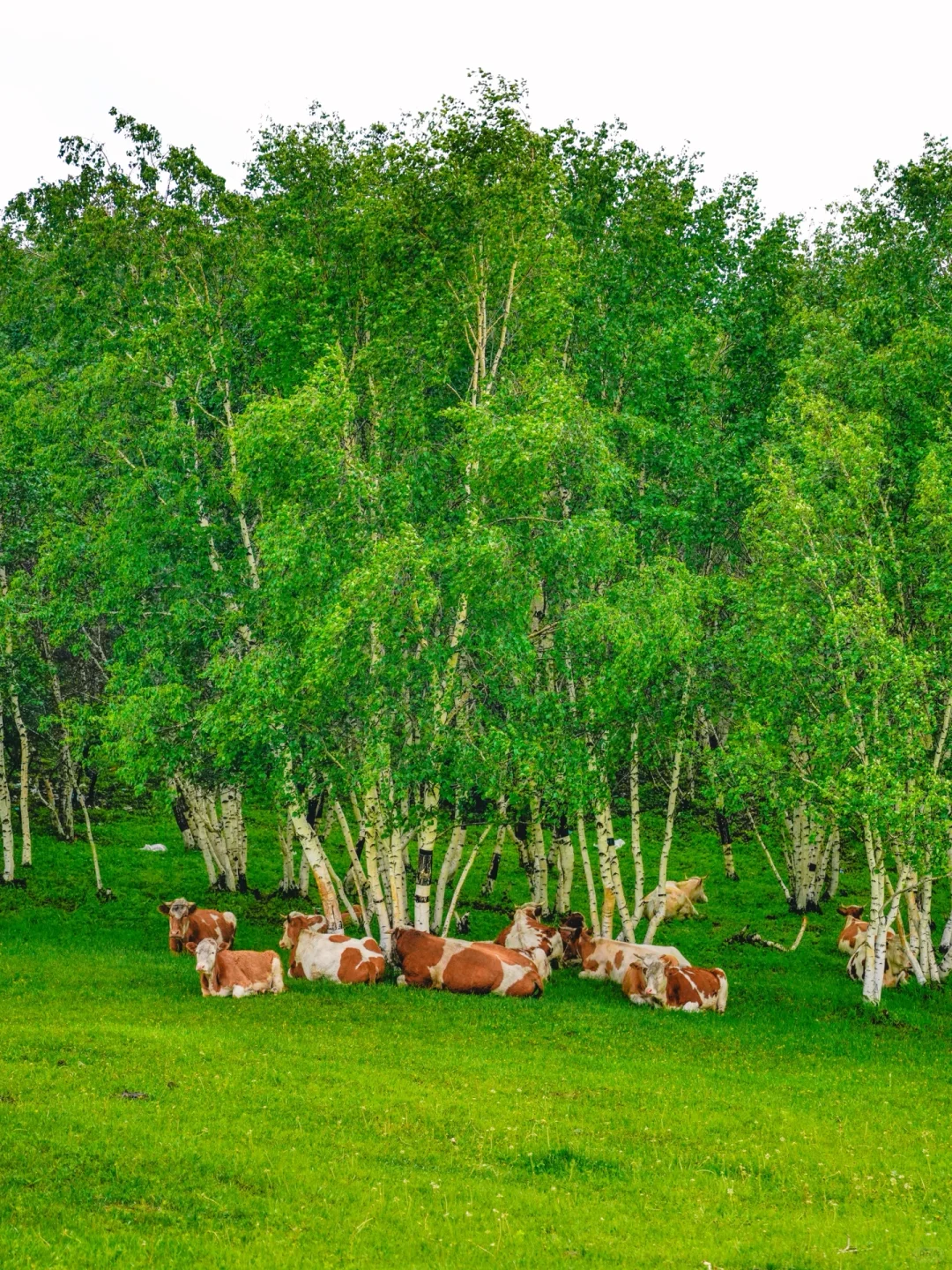 不是呼伦贝尔！是北京🚗3h可达的小众秘境🍃