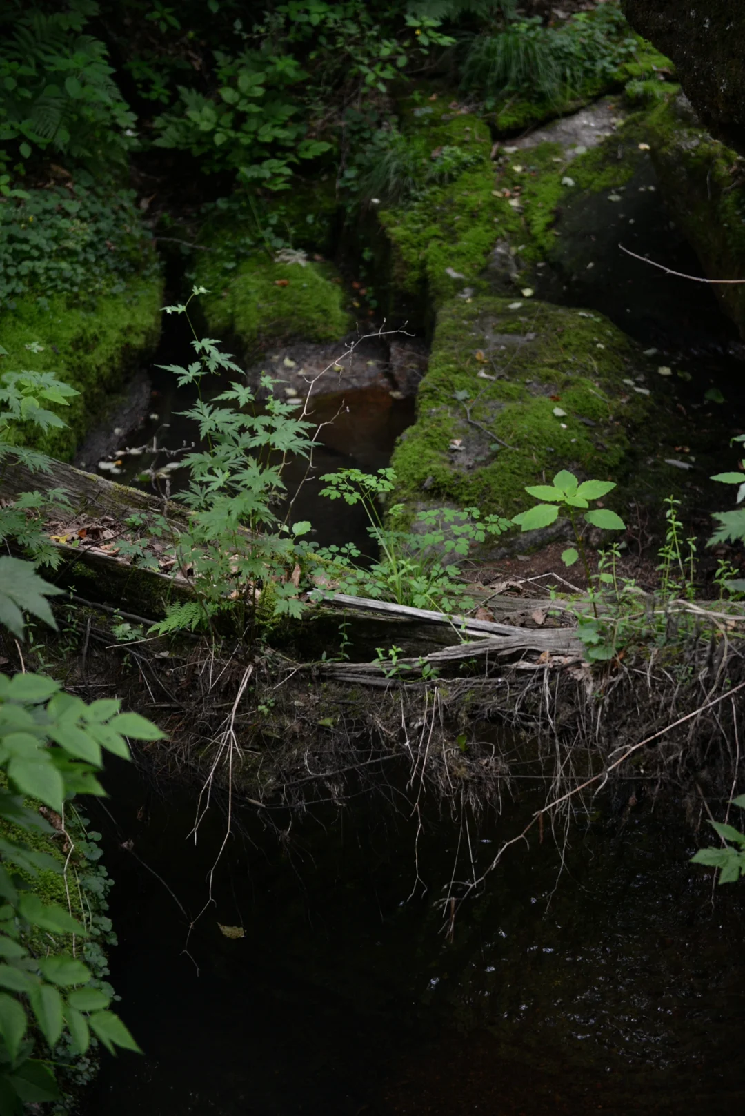炎炎夏日，在20℃的伊春避暑🍃