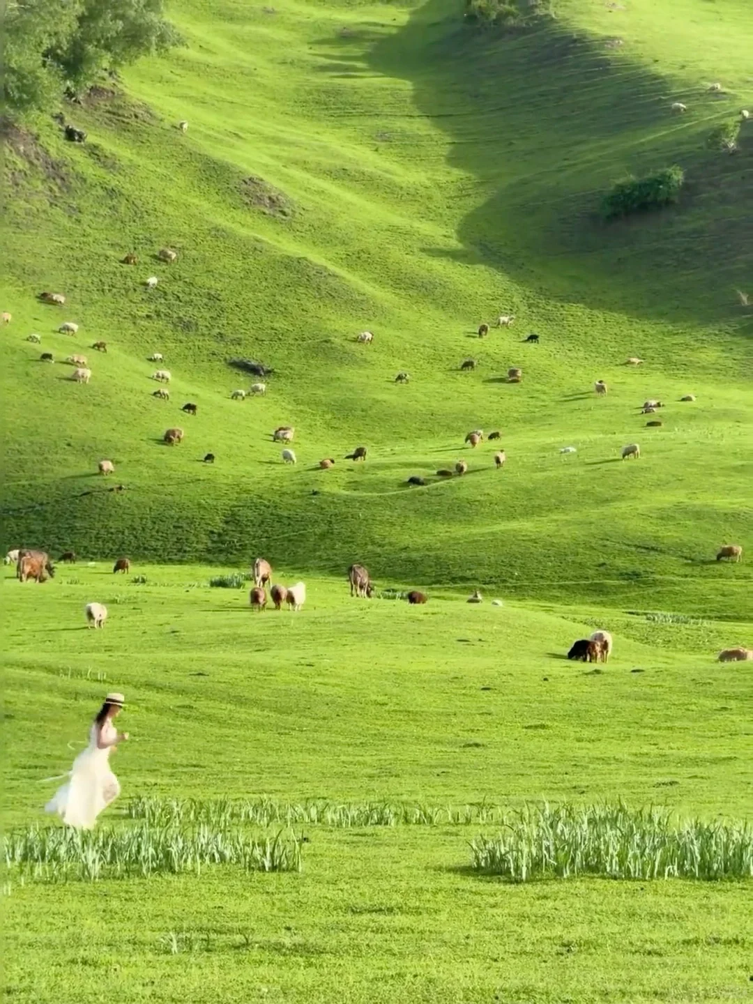 人生建议!一定要在6-7月份去一次新疆…