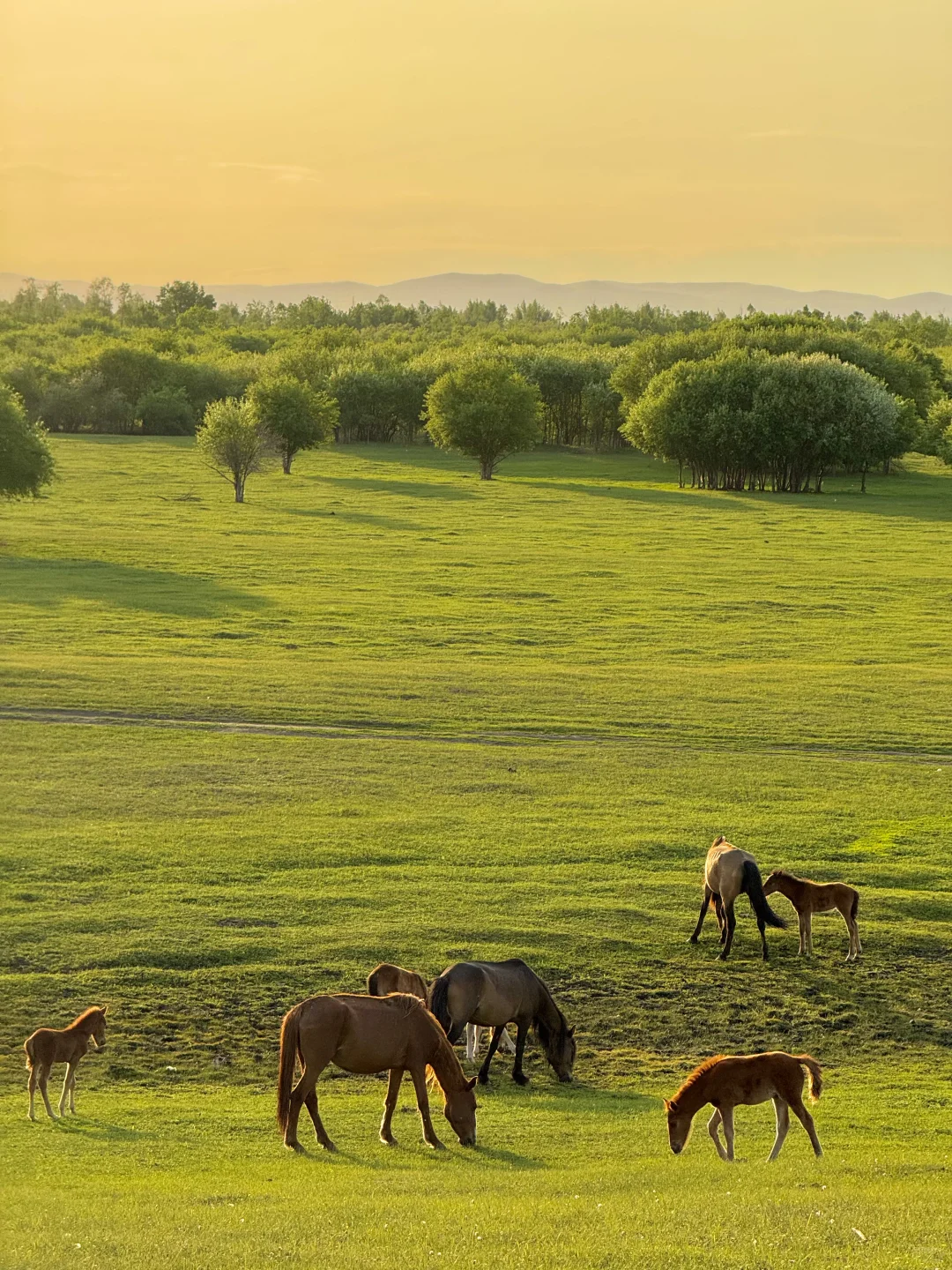 live直出!初夏的呼伦贝尔赢麻了~