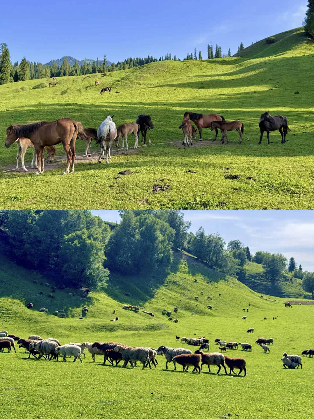 去那拉提别再排队🧎网红桥了🌲