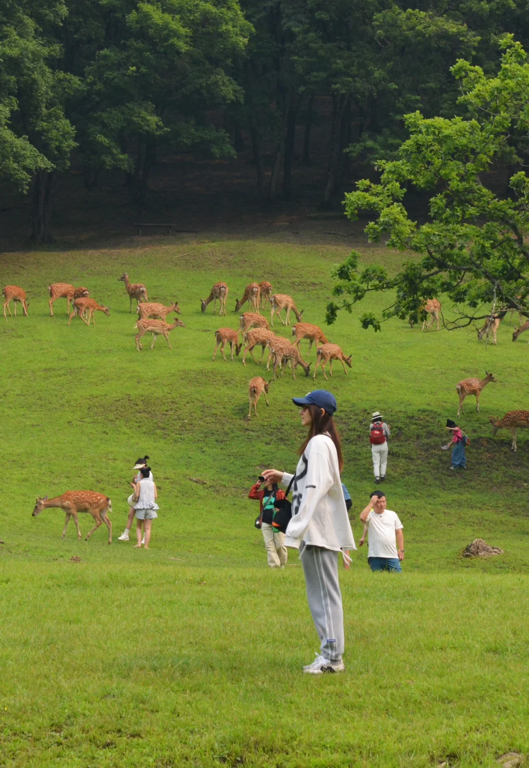 炎炎夏日，在20℃的伊春避暑🍃