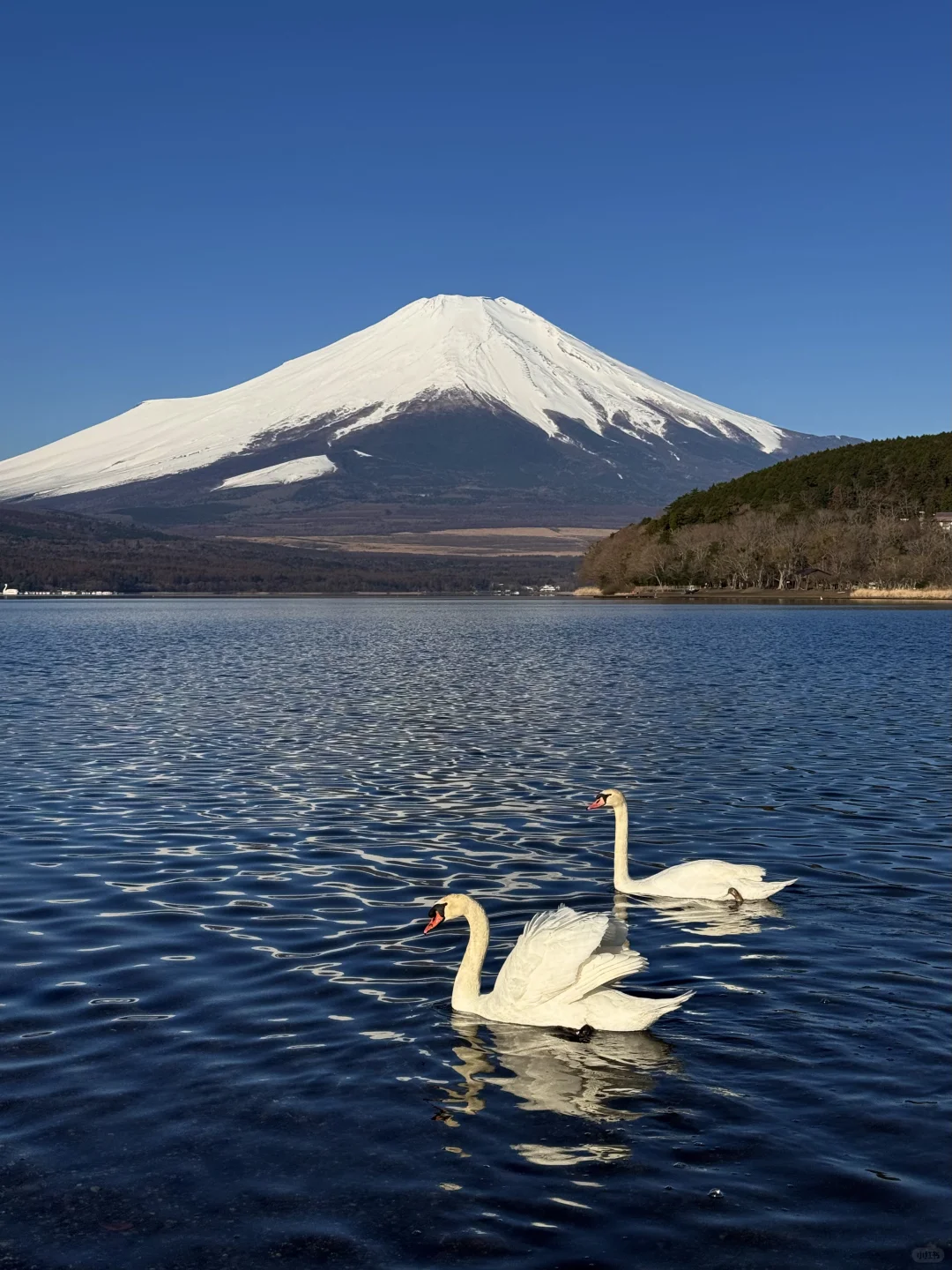 日本｜富士山🗻山中湖绝美粉色日出平野之浜