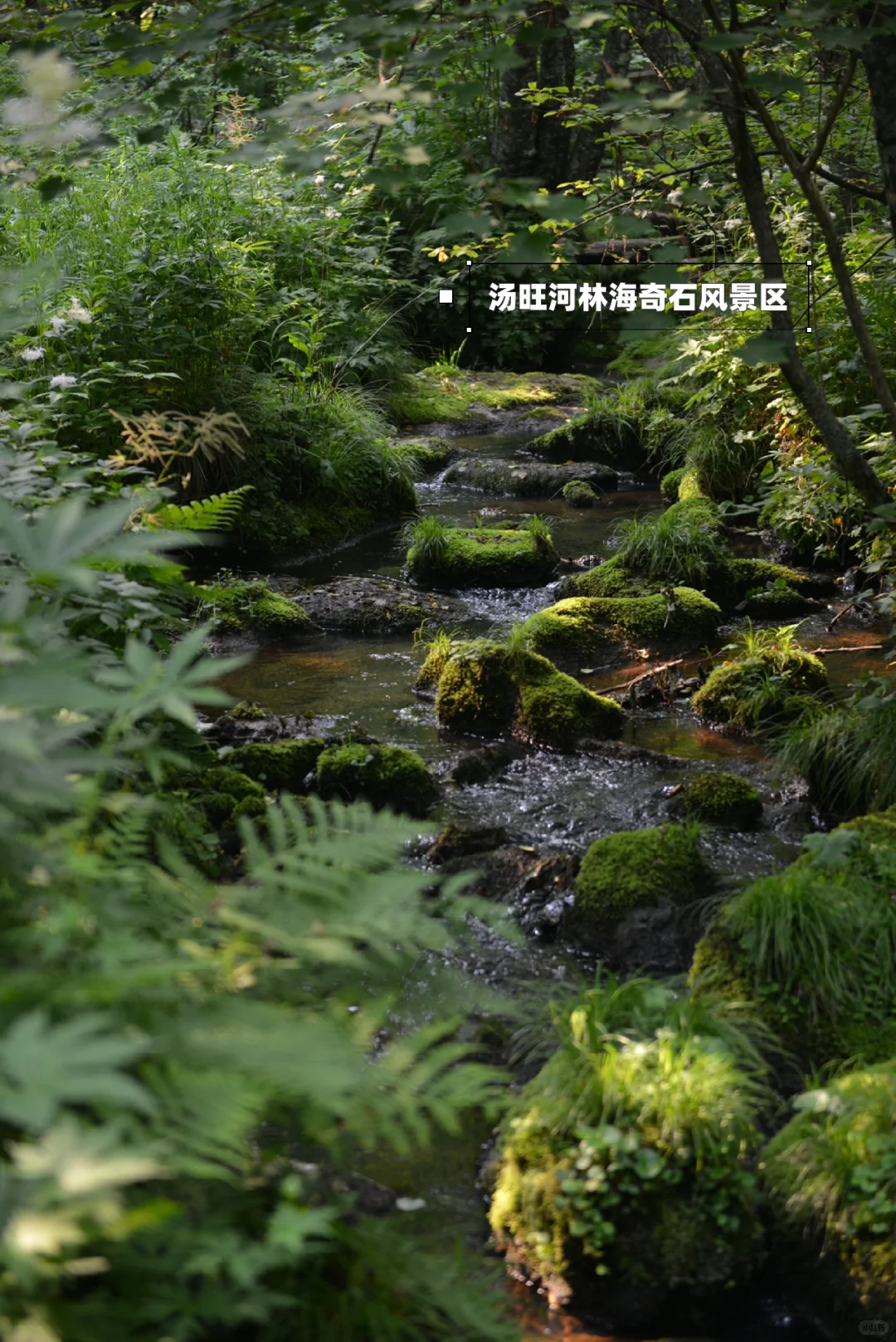 炎炎夏日，在20℃的伊春避暑🍃