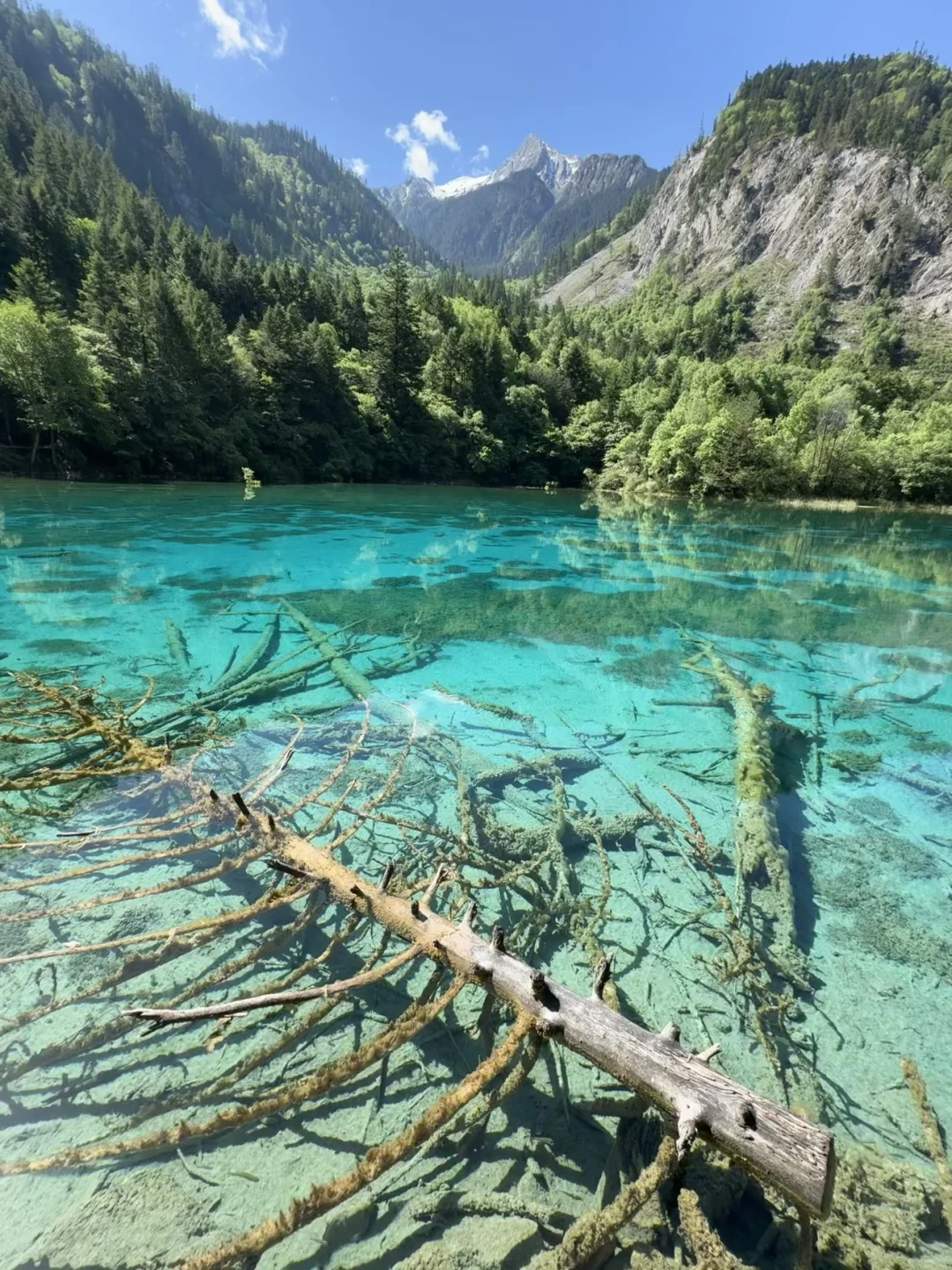 3天畅玩四川3大IP🌴九寨沟若尔盖四姑娘山