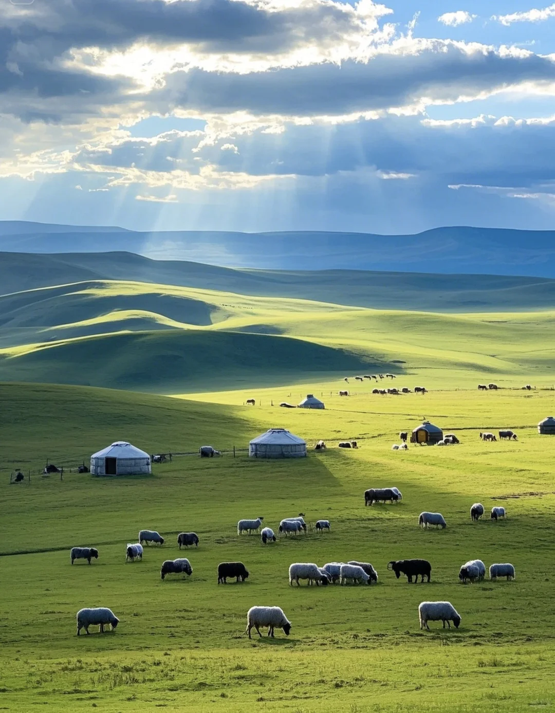 呼伦贝尔听劝指南!6-7月草原刺客出没