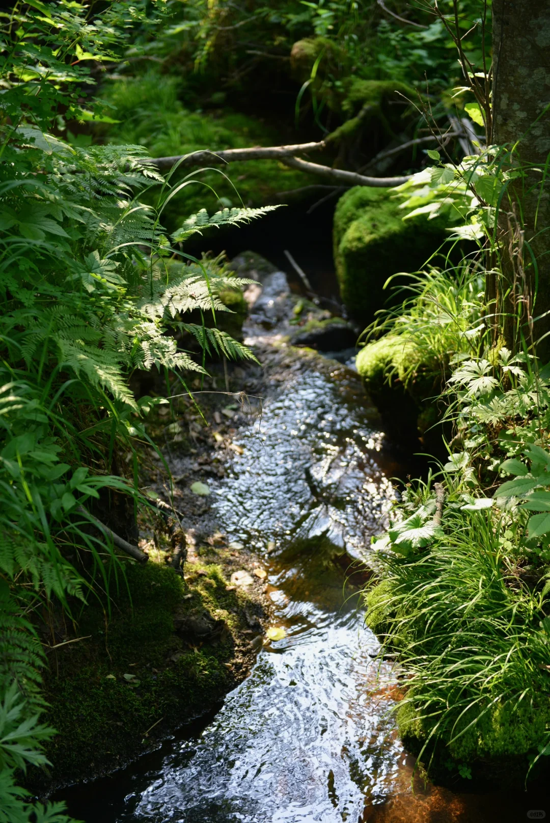 炎炎夏日，在20℃的伊春避暑🍃