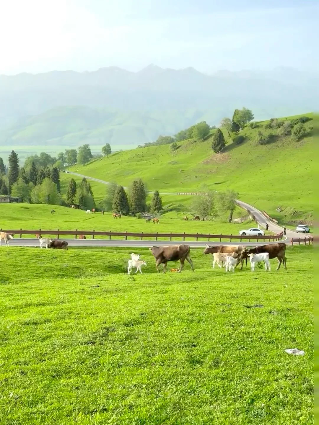 人生建议!一定要在6-7月份去一次新疆…