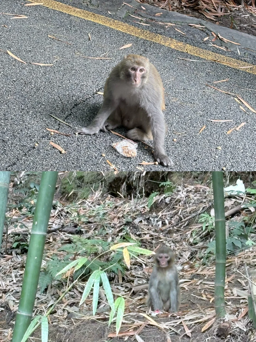 贵州| 旅行攻略