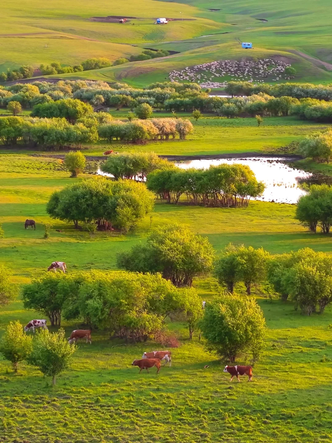 live直出!初夏的呼伦贝尔赢麻了~