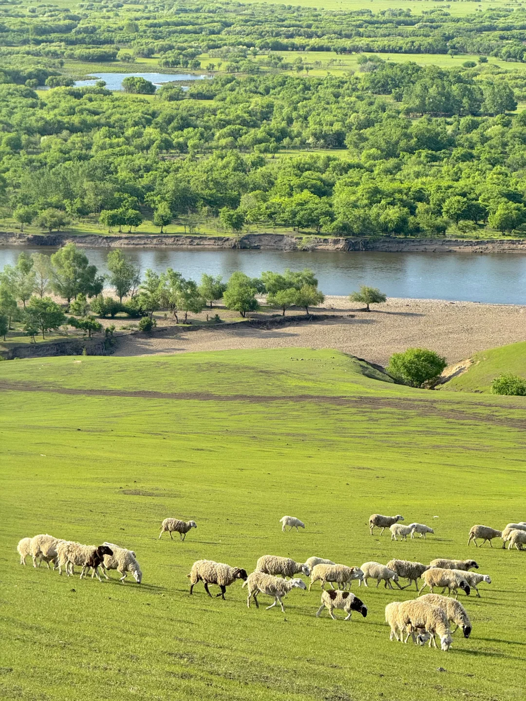 live直出!初夏的呼伦贝尔赢麻了~