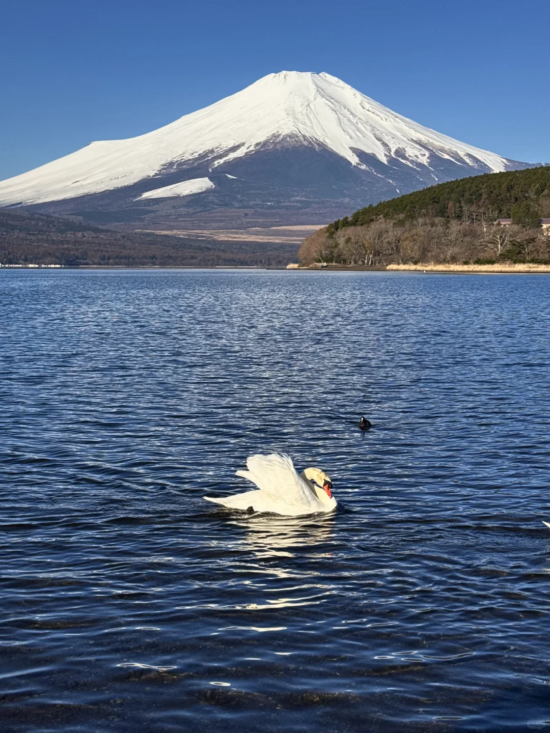 日本｜富士山🗻山中湖绝美粉色日出平野之浜