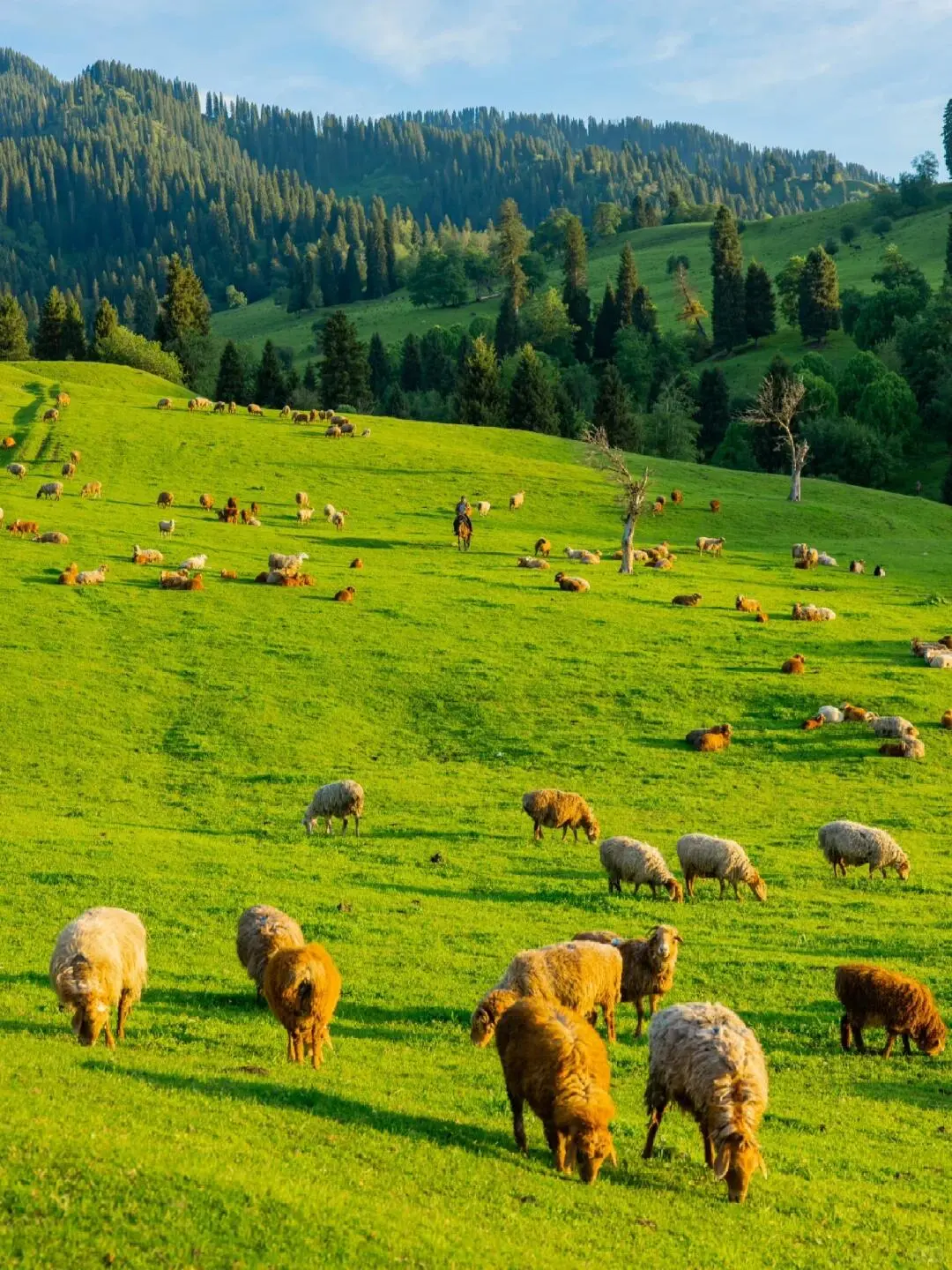 5-8月的伊犁真的太值得了，假期必冲‼️