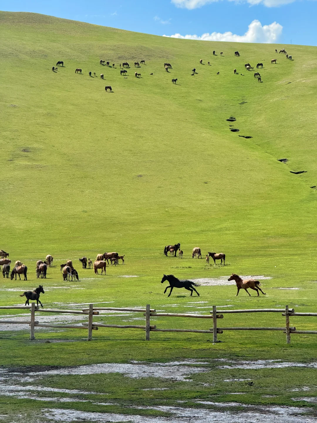 live直出!初夏的呼伦贝尔赢麻了~