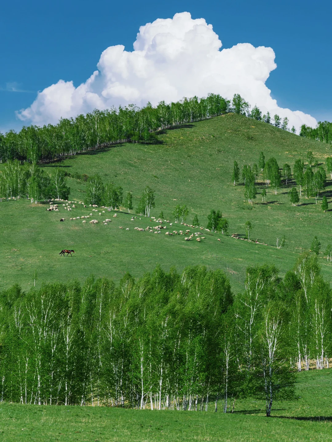 接下来的呼伦贝尔，仿佛走进漫画里一般！！！
