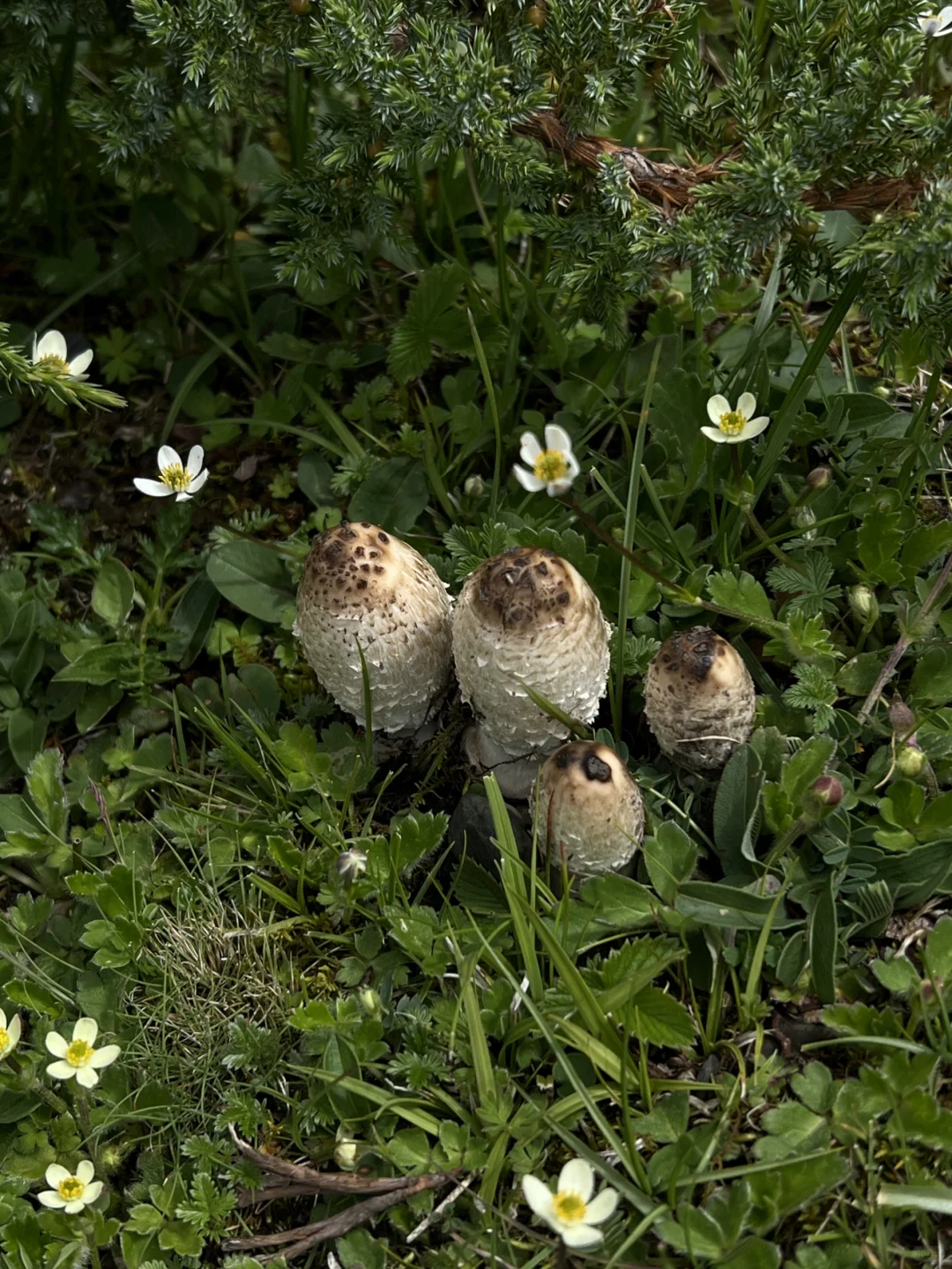 五一假期去川西❓️｜游玩攻略｜注意事项