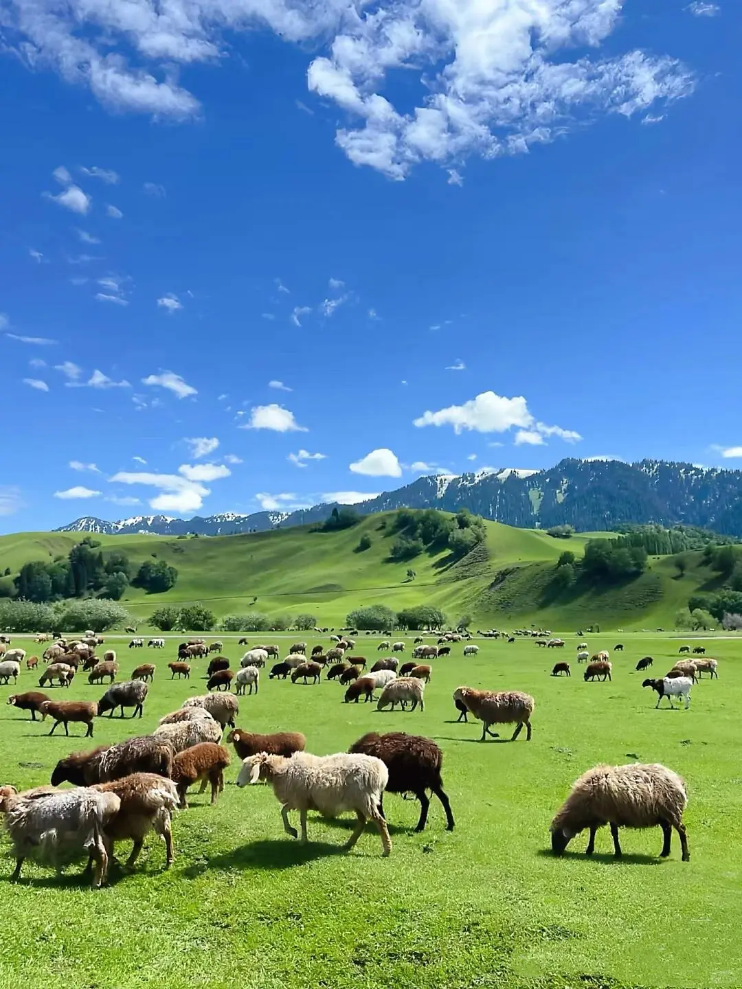 5-8月的伊犁真的太值得了，假期必冲‼️
