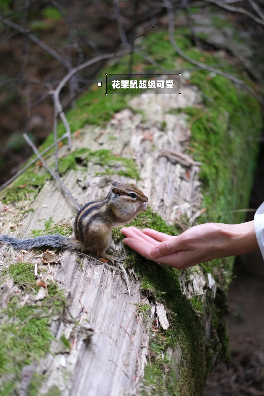 炎炎夏日，在20℃的伊春避暑🍃