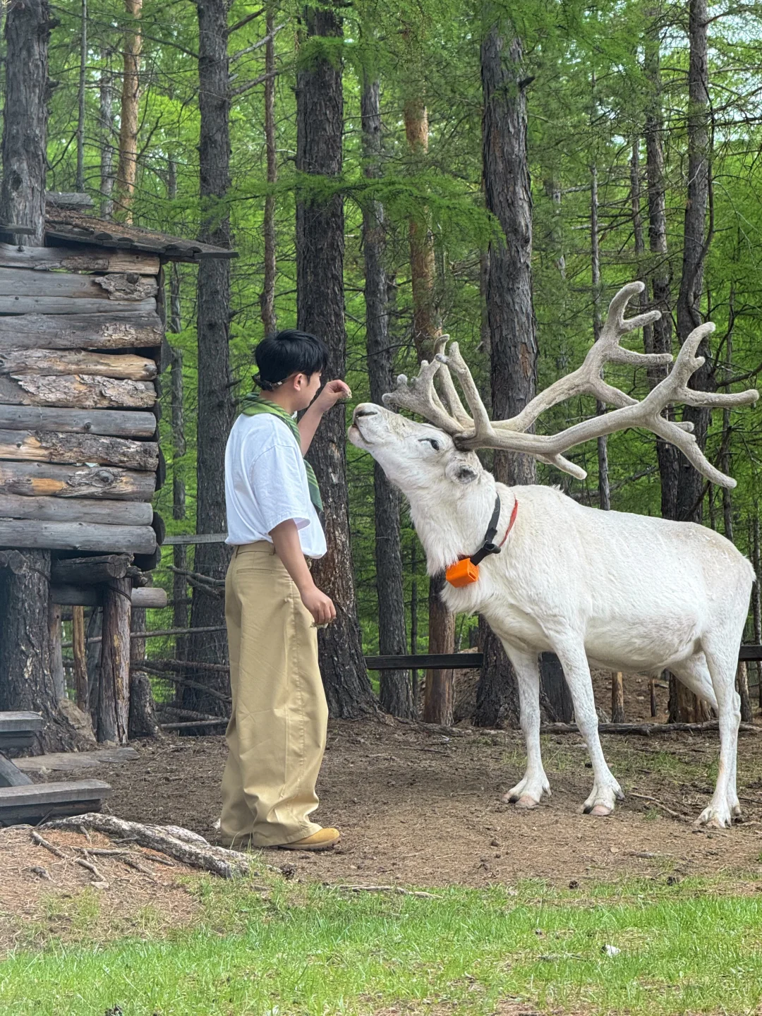 live直出!初夏的呼伦贝尔赢麻了~