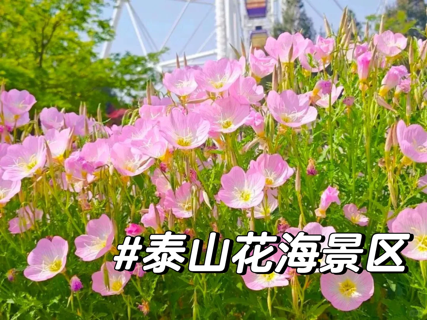 🌟持准考证免费游景区—山东省②