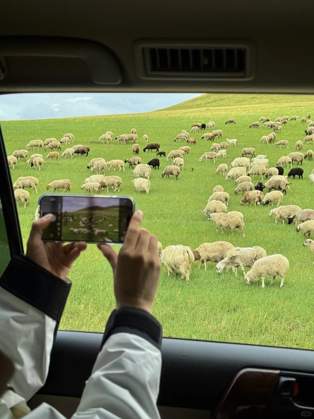 live直出!初夏的呼伦贝尔赢麻了~